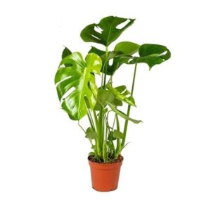 Monstera gatenplant – populaire kamerplant – ±60 cm