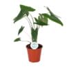 Alocasia Zebrina ↑ 70 cm ⌀ 17