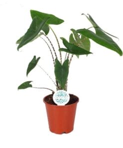 Alocasia Zebrina ↑ 70 cm ⌀ 17