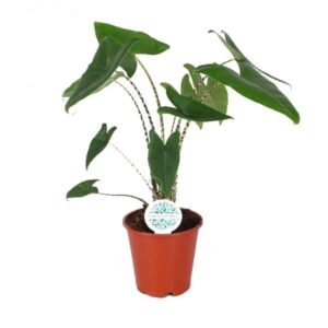 Alocasia Zebrina – met opvallend gestreepte stelen – ±70 cm