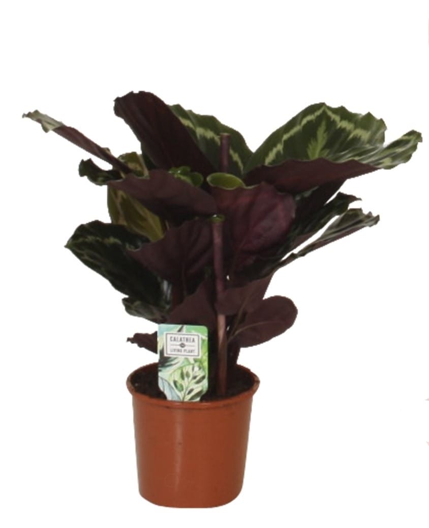 Calathea 'Medaillon' ↑ 40 cm ⌀ 14
