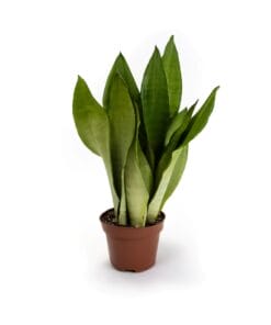 Sansevieria Moonshine ↑ 40 cm ⌀ 12