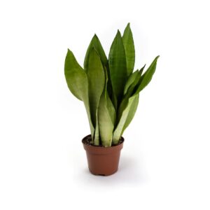 Sansevieria Moonshine – vrijwel onverwoestbare kamerplant – ±40 cm