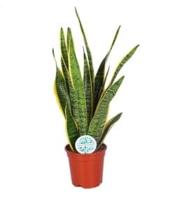 Sansevieria Laurentii ↑ 60 cm ⌀ 17