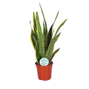 Sansevieria Laurentii – onverslaanbaar makkelijke kamerplant – ±60 cm