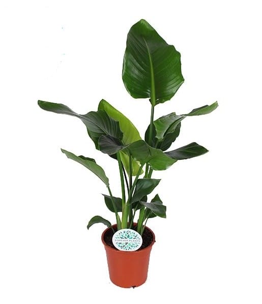 Strelitzia Nicolai ↑ 100 cm ⌀ 21