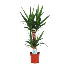 Yucca – stoere kamerplant met palmachtig silhouet – ±80 cm