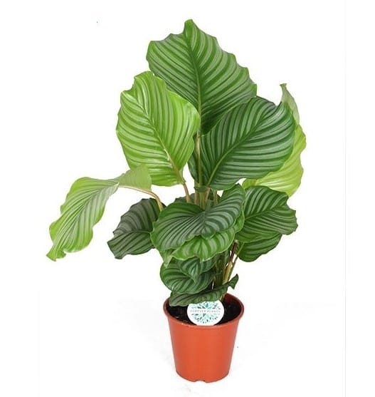 Calathea Orbifolia ↑ 50 cm ⌀ 17