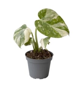 Monstera deliciosa 'Thai Constellation' ↑ 14 cm ⌀ 6