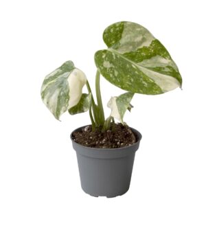 Monstera deliciosa 'Thai Constellation' ↑ 14 cm ⌀ 6