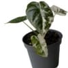 Alocasia Frydek Variegata ↑ 12 cm ⌀ 6
