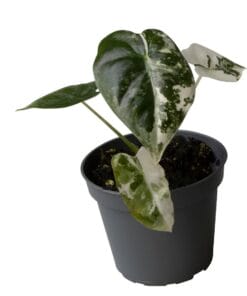 Alocasia Frydek Variegata ↑ 12 cm ⌀ 6