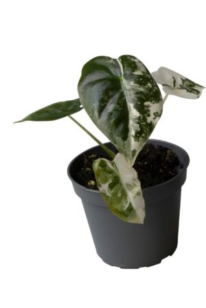 Alocasia Frydek Variegata ↑ 12 cm ⌀ 6