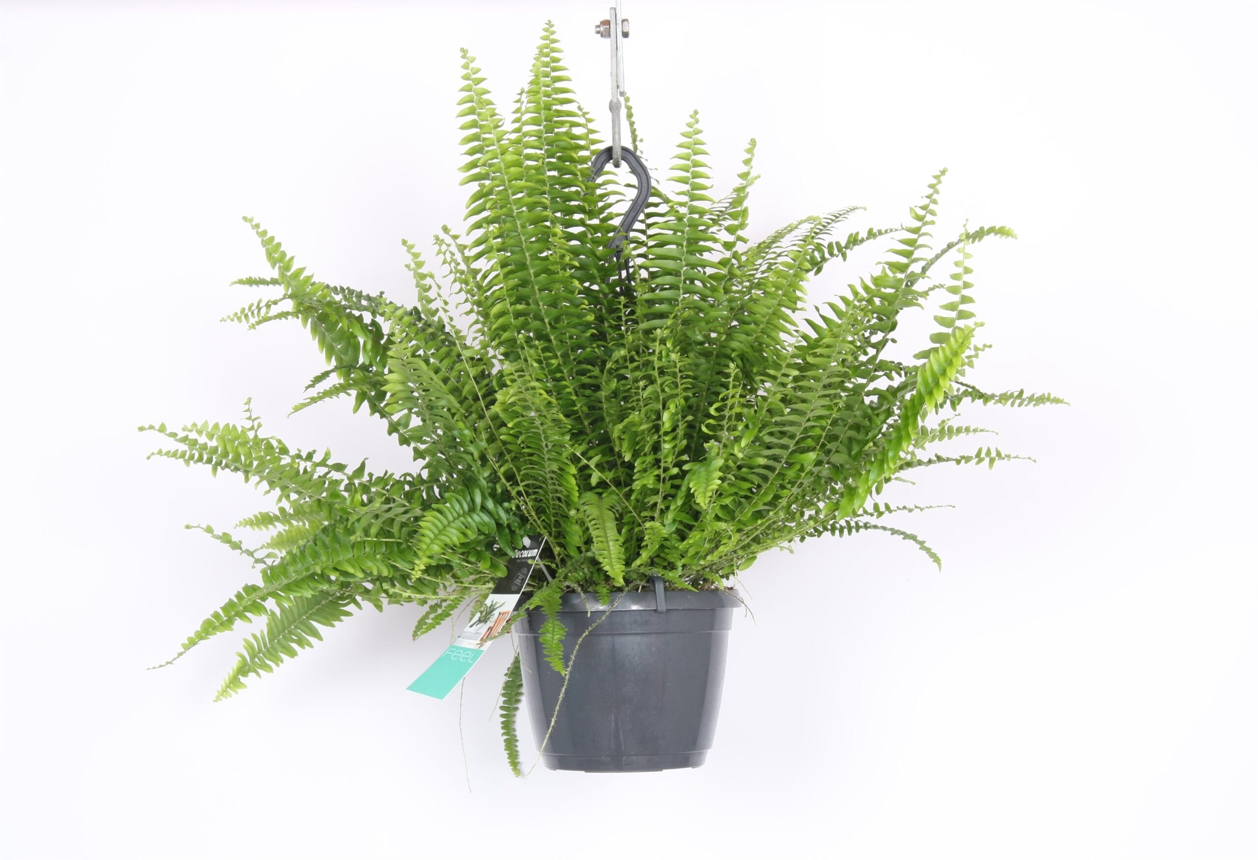 Nephrolepis exaltata 'Green Lady' ↑ 40 cm ⌀ 17
