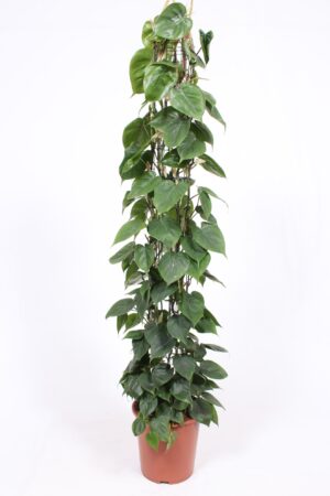 Philodendron Scandens - P27 H160