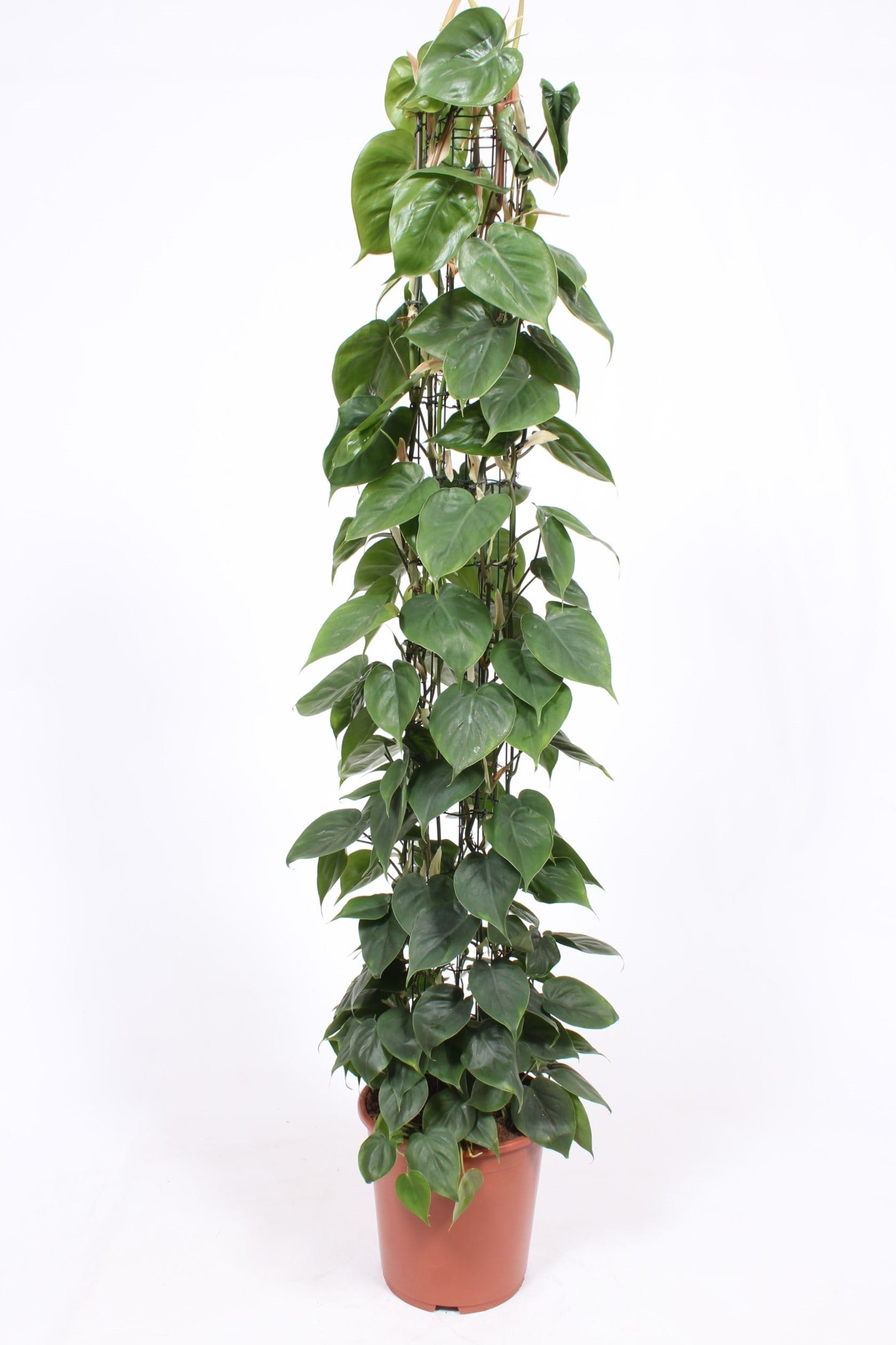 Philodendron scandens ↑ 160 cm ⌀ 27