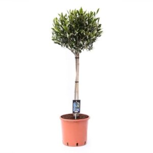 Olijfboom op stam (Olea europaea) – mediterrane sfeermaker – ±100 cm