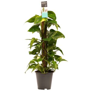 Scindapsus (Epipremnum) met mosstok – grote klimplant met – ±80 cm