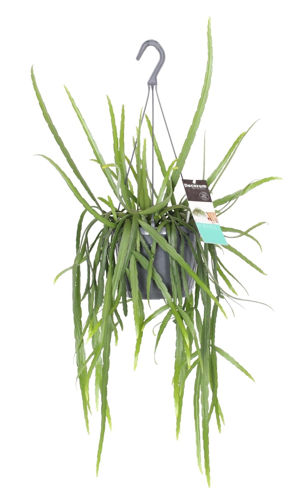 Lepismium bolivianum ↑ 40 cm ⌀ 17