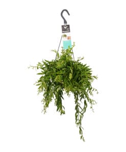 Aeschynanthus japhrolepis ↑ 50 cm ⌀ 17