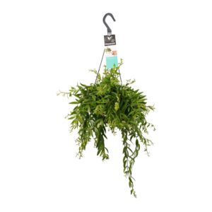 Aeschynanthus japhrolepis ↑ 50 cm ⌀ 17