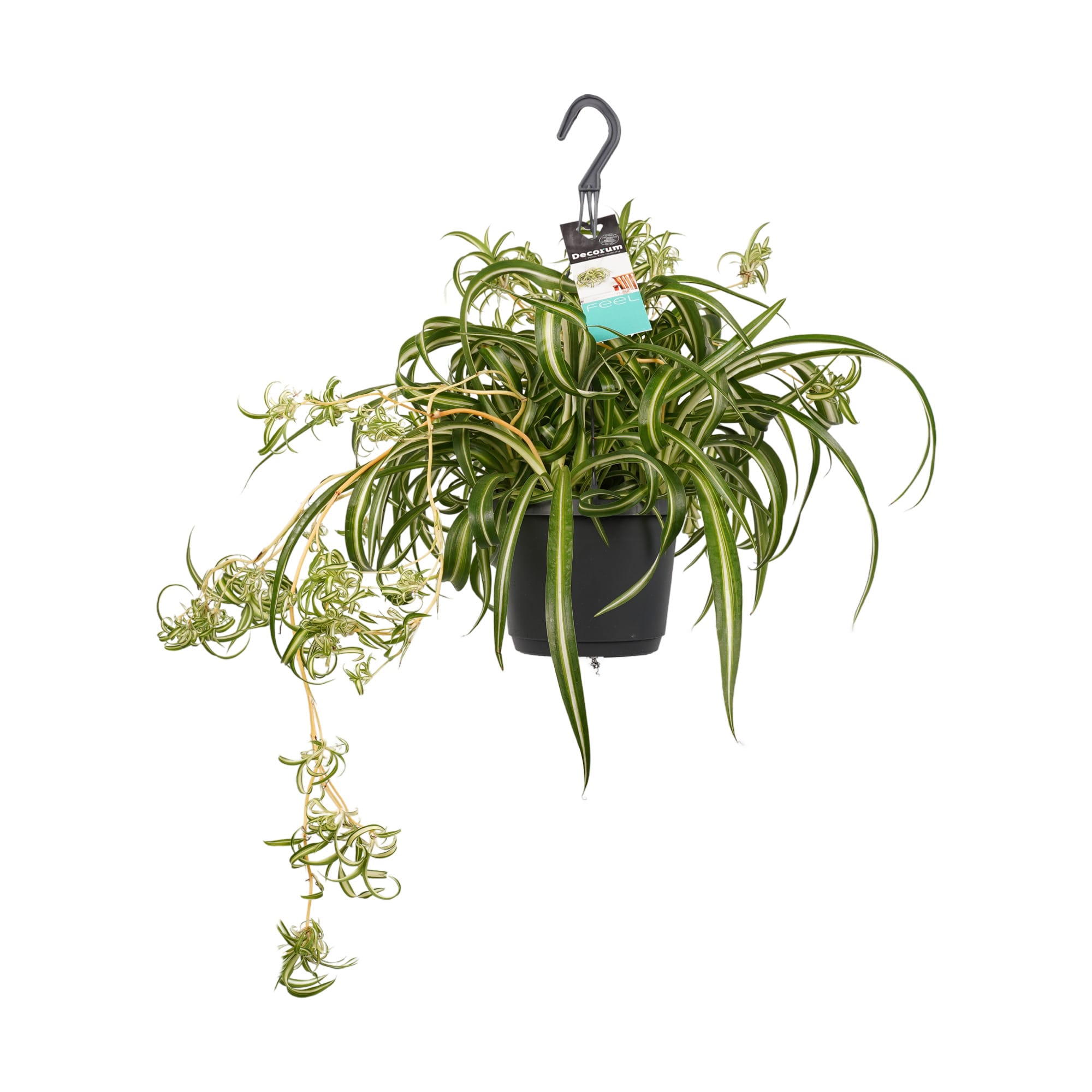 Chlorophytum comosum 'Bonnie' ↑ 40 cm ⌀ 17