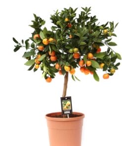 Citrus Calamondin ↑ 80 cm ⌀ 22