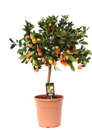 Calamondin citrusplant (Citrus microcarpa) – siercitrus – ±80 cm