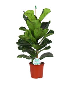 Ficus Lyrata ↑ 90 cm ⌀ 21