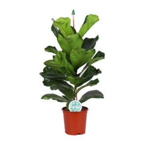 Ficus lyrata – grootbladig tropisch kamerplant – ±90 cm