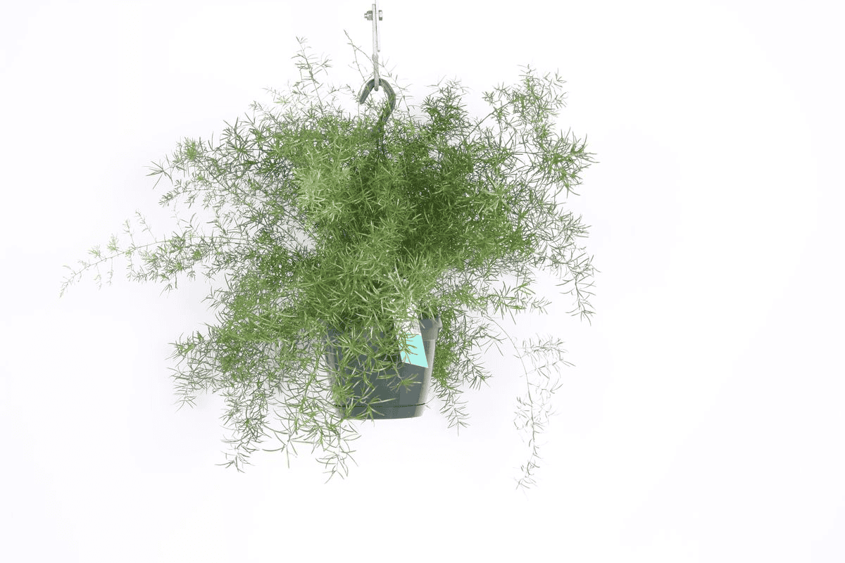 Asparagus densiflorus 'Sprengeri' ↑ 30 cm ⌀ 17