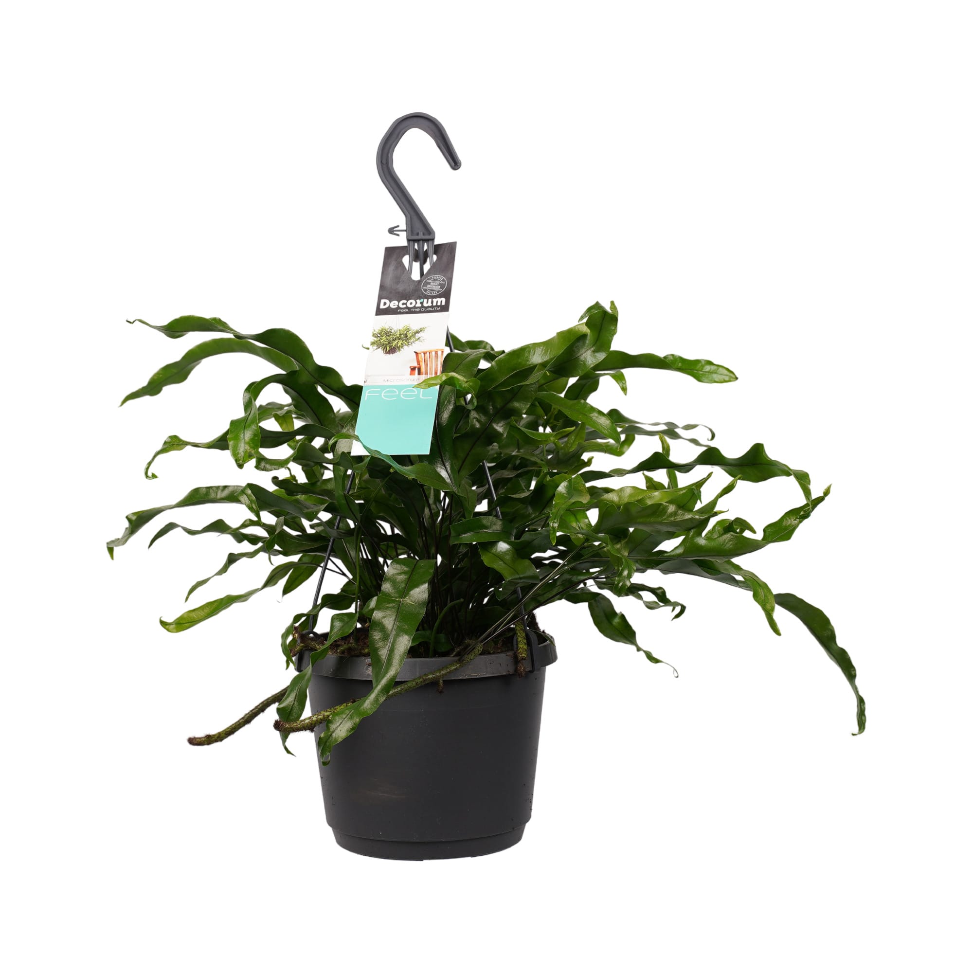 Microsorum diversifolium ↑ 30 cm ⌀ 17