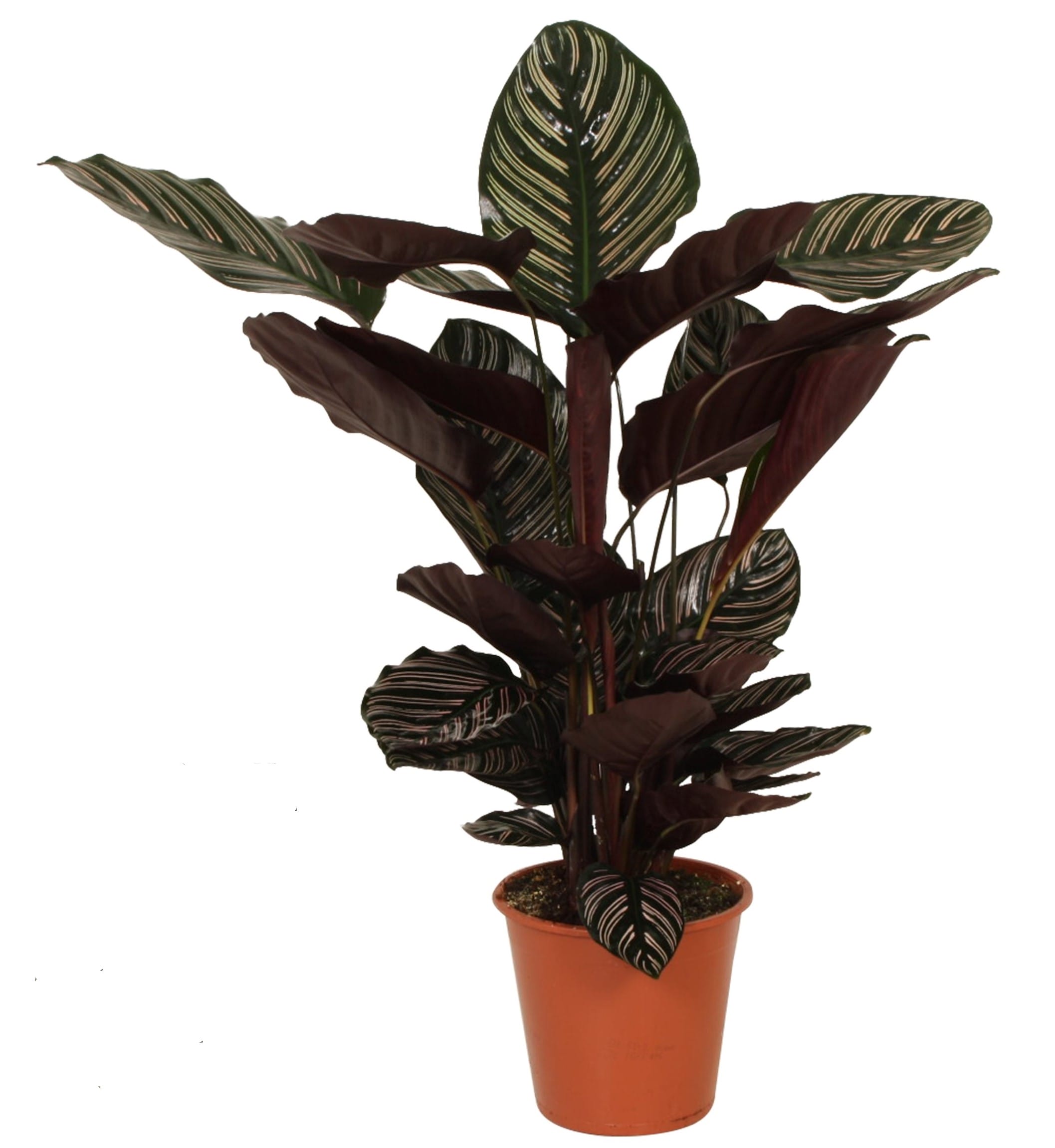 Calathea Ornata ↑ 80 cm ⌀ 19