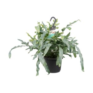 Phlebodium 'Blue Star' – Zinkvaren / Blauwvaren – blauwig-groene – ±40 cm