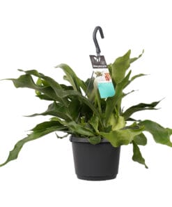 Platycerium bifurcatum 'Netherlands' ↑ 35 cm ⌀ 17