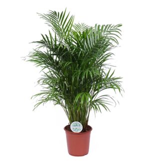 Areca palm (Dypsis lutescens) – luchtige goudpalm voor de woonkamer – ±120 cm