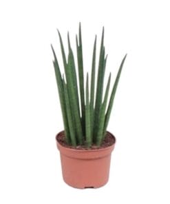 Sanseveria Fernwood Mikado ↑ 40 cm ⌀ 12