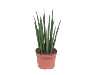 Sansevieria Fernwood Mikado – cilindrische bladeren als mikadostokjes – ±40 cm