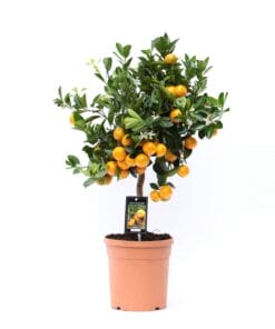 Citrus Calamondin ↑ 65 cm ⌀ 19