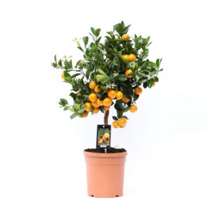 Calamondin citrusplant (Citrus microcarpa) – met decoratieve oranje – ±65 cm