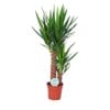 Yucca ↑ 80 cm ⌀ 17