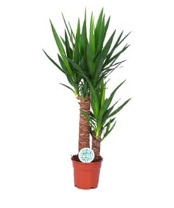 Yucca ↑ 80 cm ⌀ 17