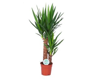 Yucca – robuuste kamerplant met palm-uitstraling – ±80 cm