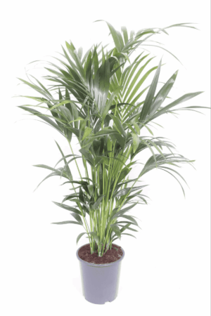 Howea forsteriana (Kentia) ↑ 170 cm ⌀ 27