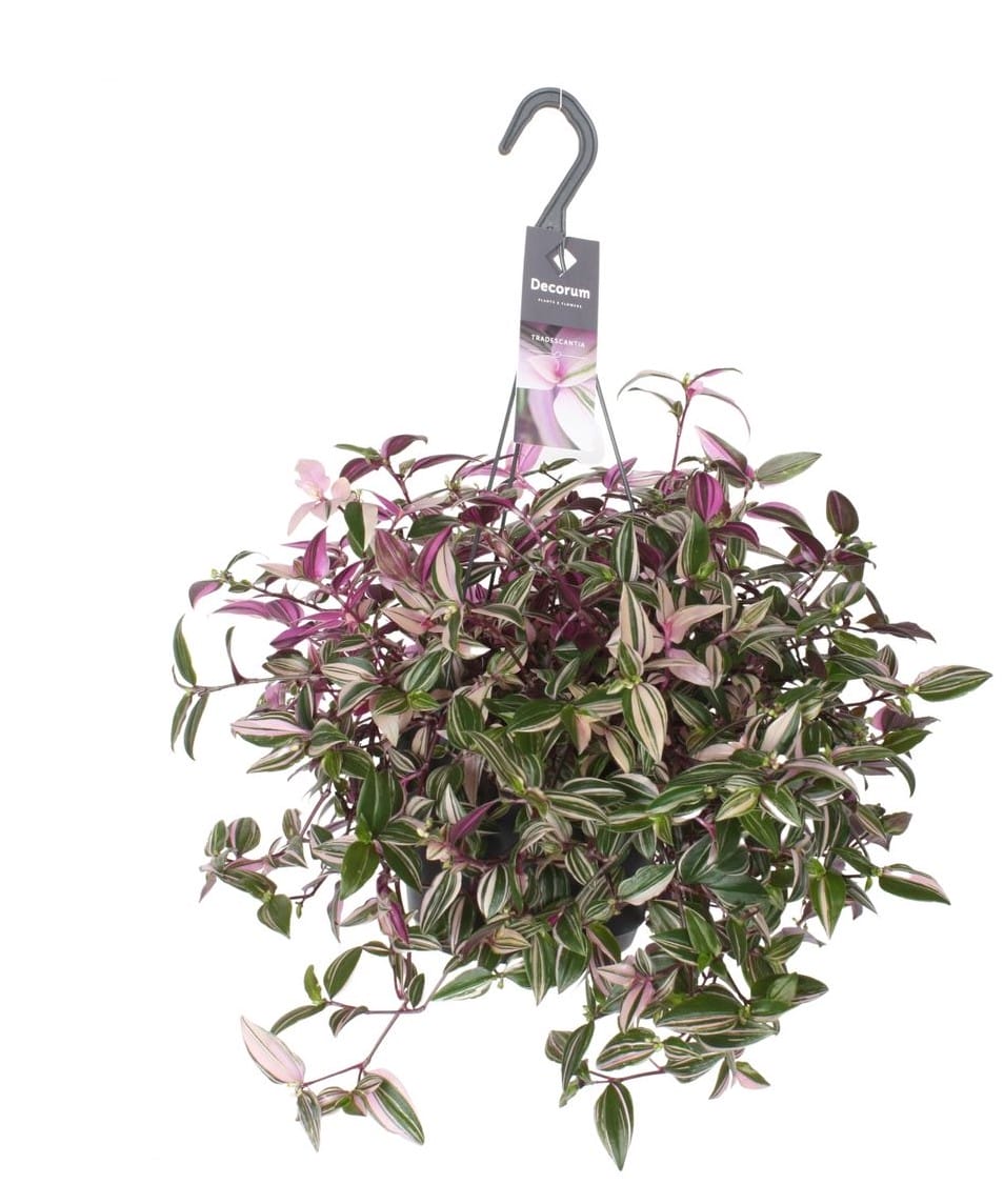 Tradescantia Fluminensis Quadricolor ↑ 40 cm ⌀ 17
