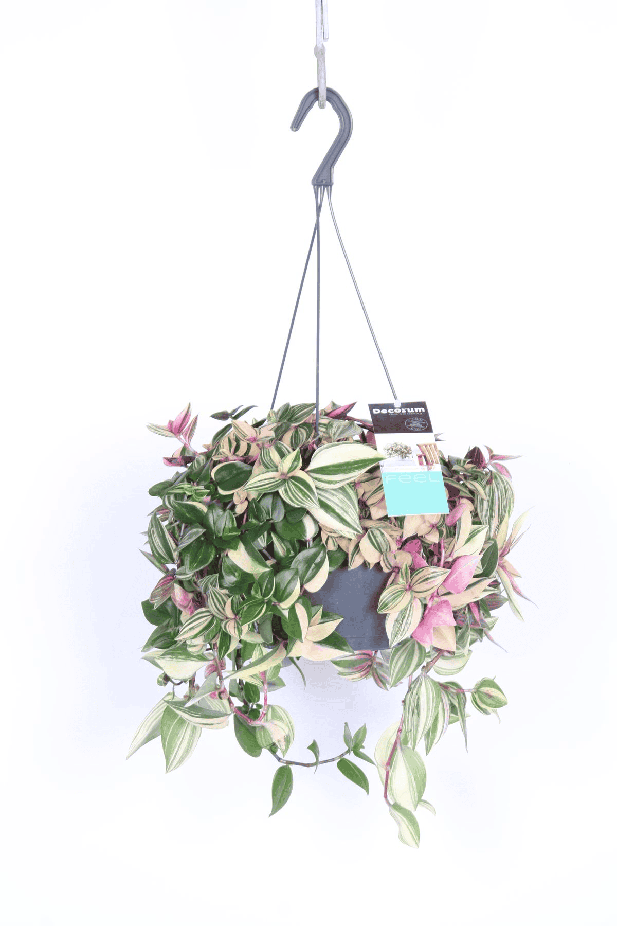 Tradescantia Fluminensis Quadricolor ↑ 40 cm ⌀ 17 - Afbeelding 3