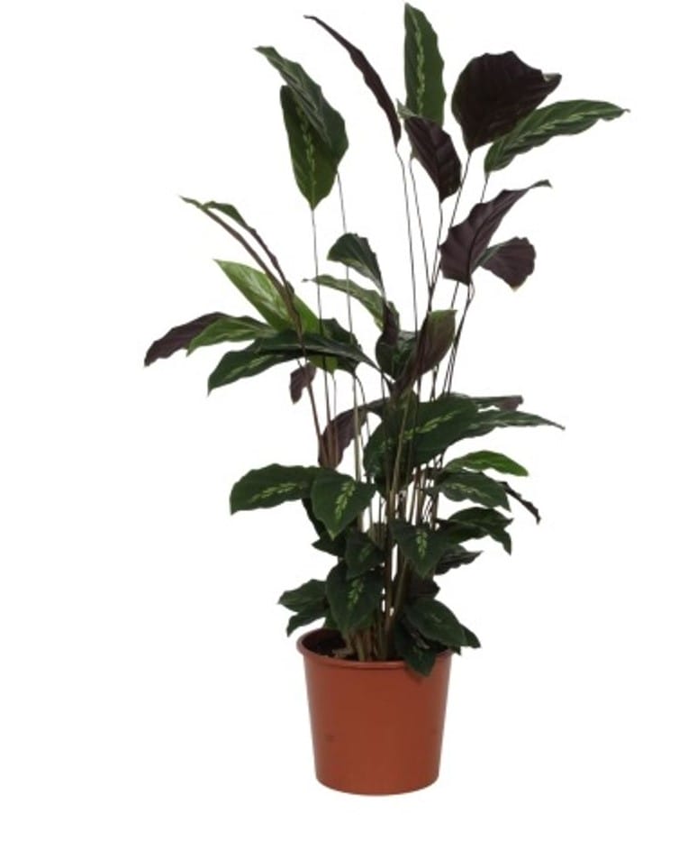 Calathea Maui Queen ↑ 65 cm ⌀ 17