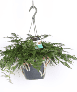 Humata Tyermannii ↑ 30 cm ⌀ 17