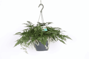 Humata Tyermannii ↑ 30 cm ⌀ 17