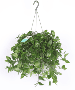 Tradescantia Green Hill ↑ 35 cm ⌀ 17